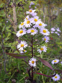 Aster sp